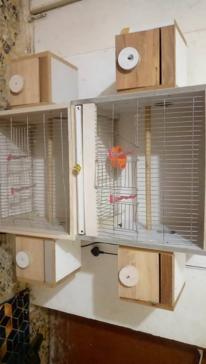 فقص بلابل للبيع سعر 50بي مجال


**إذا كنت صاحب هذا الإعلان وتريد حذفه لأي سبب، رجاءا أرسل رسالة إلى الدعم الفني**