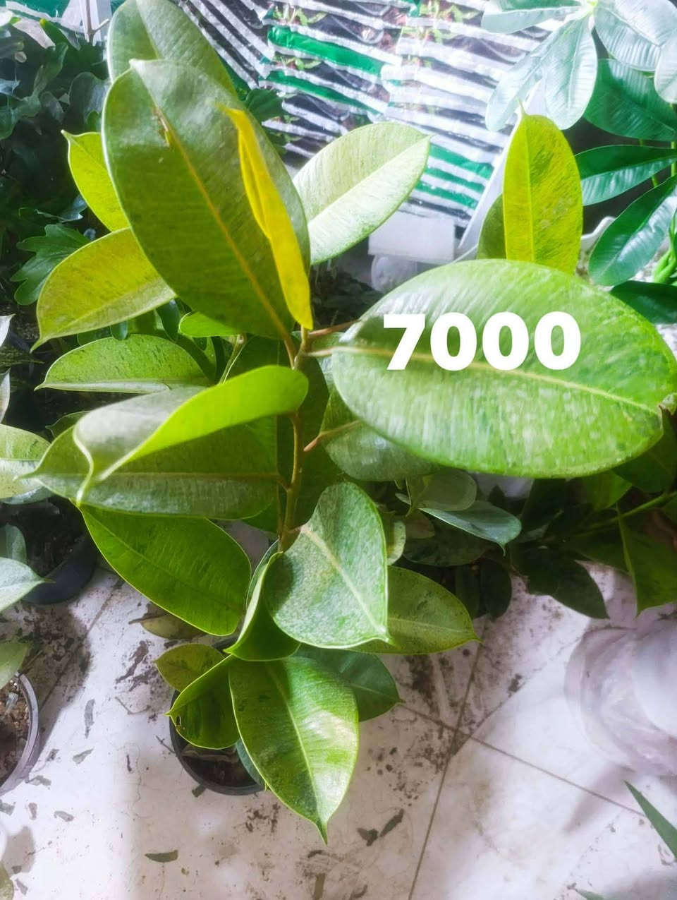 جمله مفرد ***********
