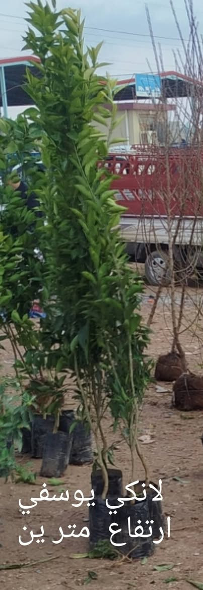 السلام عليكم
متوفر انواع اشجار الحمضيات 
وأشجار  الفواكه 
ورود زينة 
اتصال.    ***********
واتساب ***********
