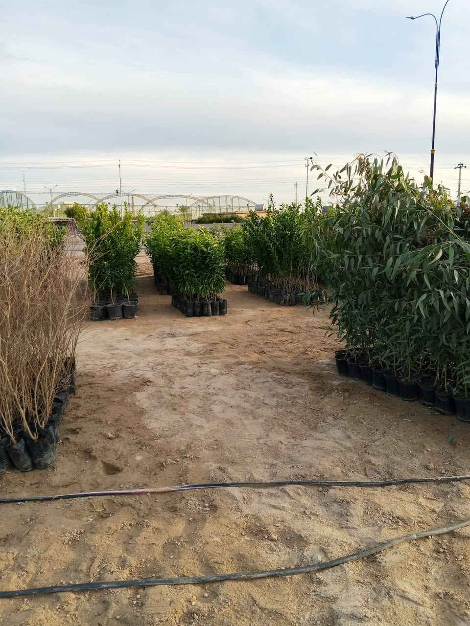 السلام عليكم ورحمة الله وبركاته
مكلف بالنشر 
مشتل الزوية يعود من جديد مع بداية الموسم

العنوان الزوية قرب مفرق المدينة السياحية

*********** واتساب

***********
