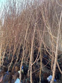 مشمش عراقي • مشتل نور الهدى • الأنبار حديثة