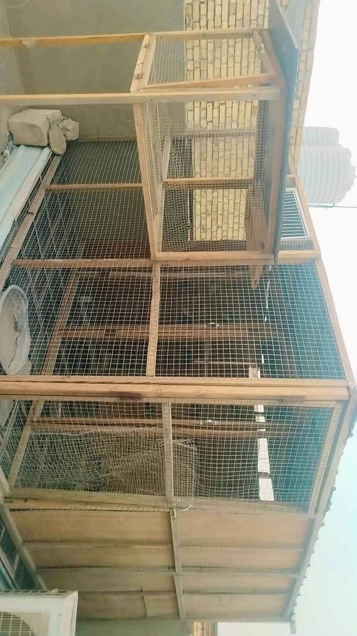 سلام عليكم قفص طيور للبيع 3×3 والارتفاع 2   القفص خشب الثقيل + بي ار سي والارضيه حديد + بي ار سي   ملاحظه شد براغي مو بسامير  والشراي بي خير ويدلل
*********** ناصرية, ذي قار
