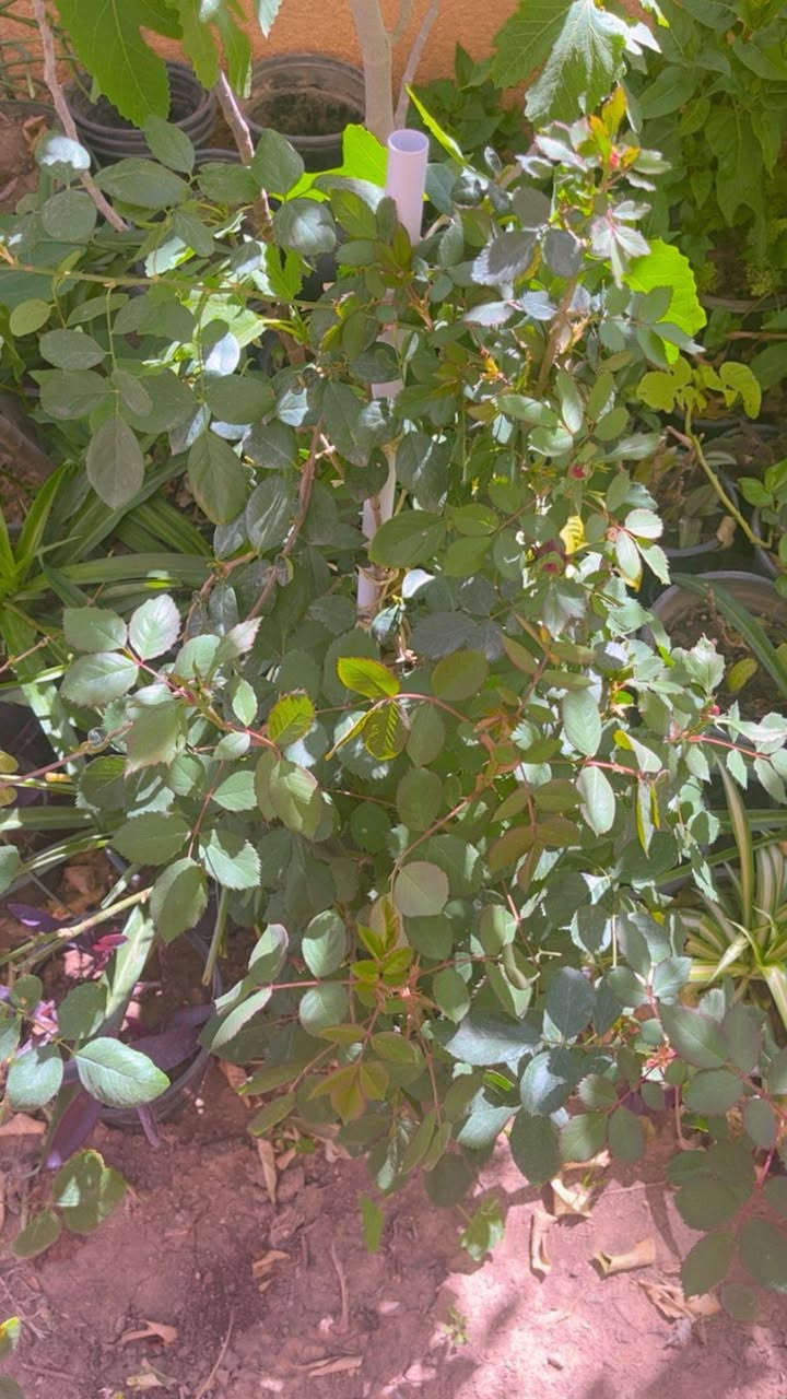 لطلب والاستفسار مراسلة الصفحه يوجد خدمة توصيل خانقين


**إذا كنت صاحب هذا الإعلان وتريد حذفه لأي سبب، رجاءا أرسل رسالة إلى الدعم الفني**