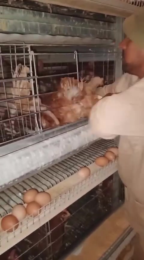 الصبح أن شاءالله تجينه وجبة جديدة من الدجاج الاحمر معدل #كيلوين وربع  3دجاجات ب 11 ألف ثابت نقدي أو دين وحى الله المعاميل الإتصال على الأرقام التالية *********** صالح البو عزام *********** عبود البو عزام
ويوجد خدمة توصيل لحد باب البيت محلات صالح المحجوب واخوانه مجاور معرض ابو جمال للاجهزة المنزلية الموقع اسديره الفياض
الصبح أن شاءالله تجينه وجبة جديدة من الدجاج الاحمر معدل #كيلوين وربع  3دجاجات ب 11 ألف ثابت نقدي أو دين وحى الله المعاميل الإتصال على الأرقام التالية *********** صالح البو عزام *********** عبود البو عزام
