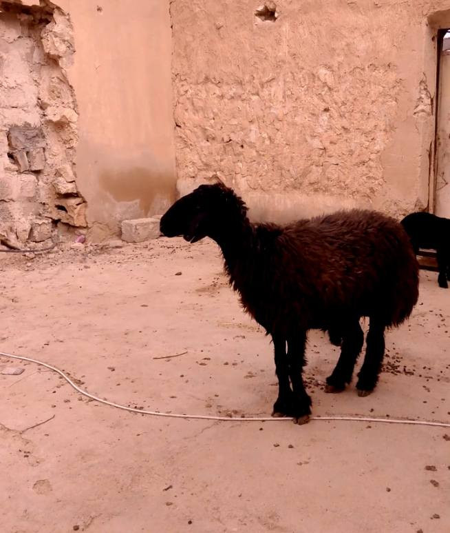 بسم الله
غره اول بطن وراها توم  
مكانه كبيسه
‏‪7809468487‬‏0
السعر ولعمله اتصل او دخل خاص


**إذا كنت صاحب هذا الإعلان وتريد حذفه لأي سبب، رجاءا أرسل رسالة إلى الدعم الفني**