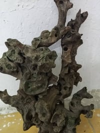 شجرة مال احواض • جبيرة • للبيع