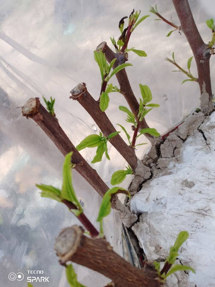 اخوان الي عنده شجره نبك بالبيت
ماعليك سوا الاتصال او المراسله ادزلك اقلام 
عدي انواع من ارقه انواع النبك
تفاحي بصراوي
زيتوني
باكستاني احمر بدون نوه

عدي توصيل لكل المحافظات
شكرا ادمن المحترم ربي يوفقك يا طيب القلب  تصل وتساب ***********
