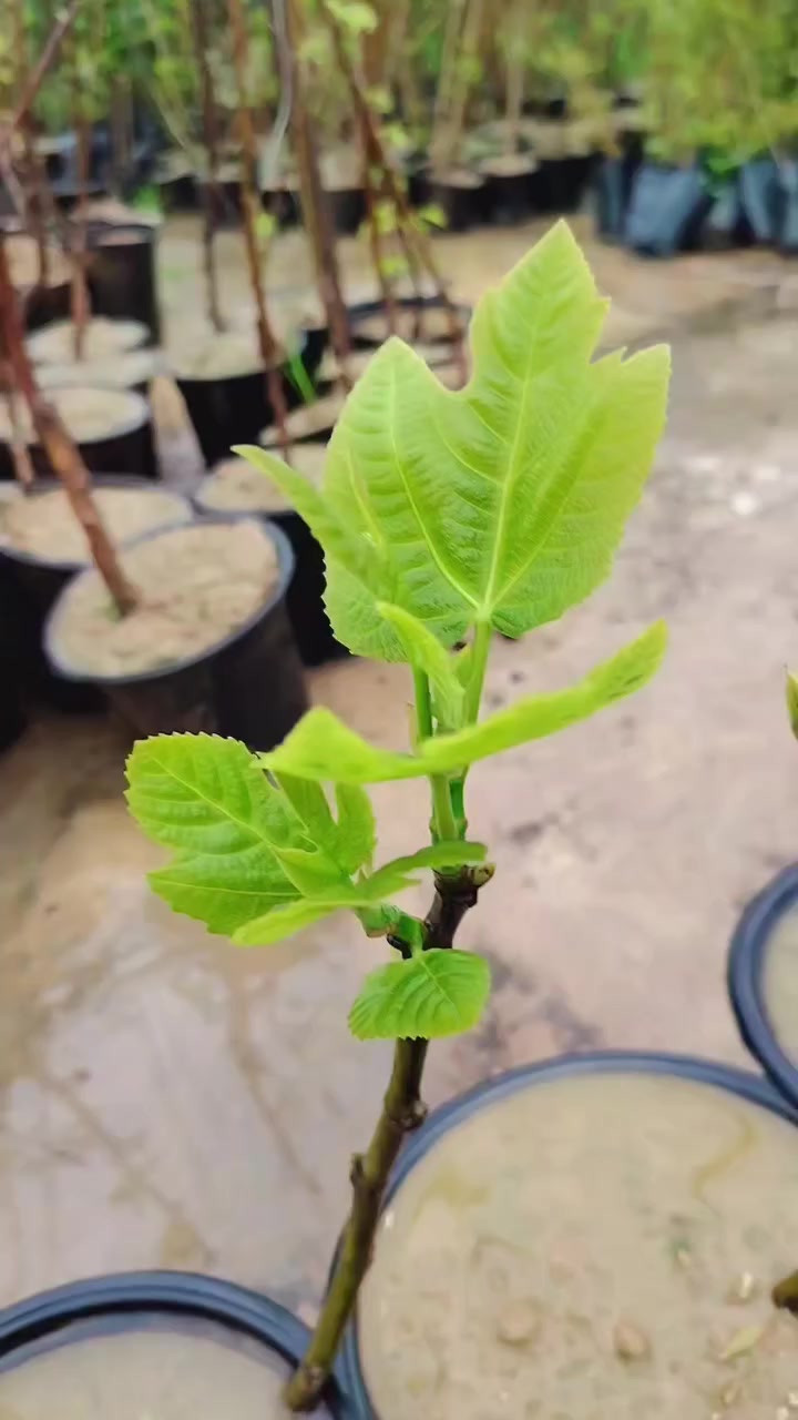 #مشتل_البشائر كل يوم راح انسوي عروض للاشجار
مدة العرض يوم واحد فقط انسوي بية تخفيضات
وبعدها يرجع إلى السعر الأصلي
اليوم العرض راح يكون على شجرة العرموط الصيفي السريع بارتفاع مترين إلى ٢ متر و٨٠ سم مطعم وحامل للثمر 
سعرها بدل ٤٥٠٠ الاف راح يكون ٢٥٠٠ الاف دينار 
وكل ٢ شتلات بسعر ٥ الاف
العرض فقط اليوم
العنوان الشرقاط الشارع العام شارع المعارض الجديدة قرب محطة بانزين خانة الغالية ومجاور اسواق الميمونة
هاتف ***********
وحياكم الله سوي #مشاركة_إعجاب_لايك
ليصلكم كل جديد
