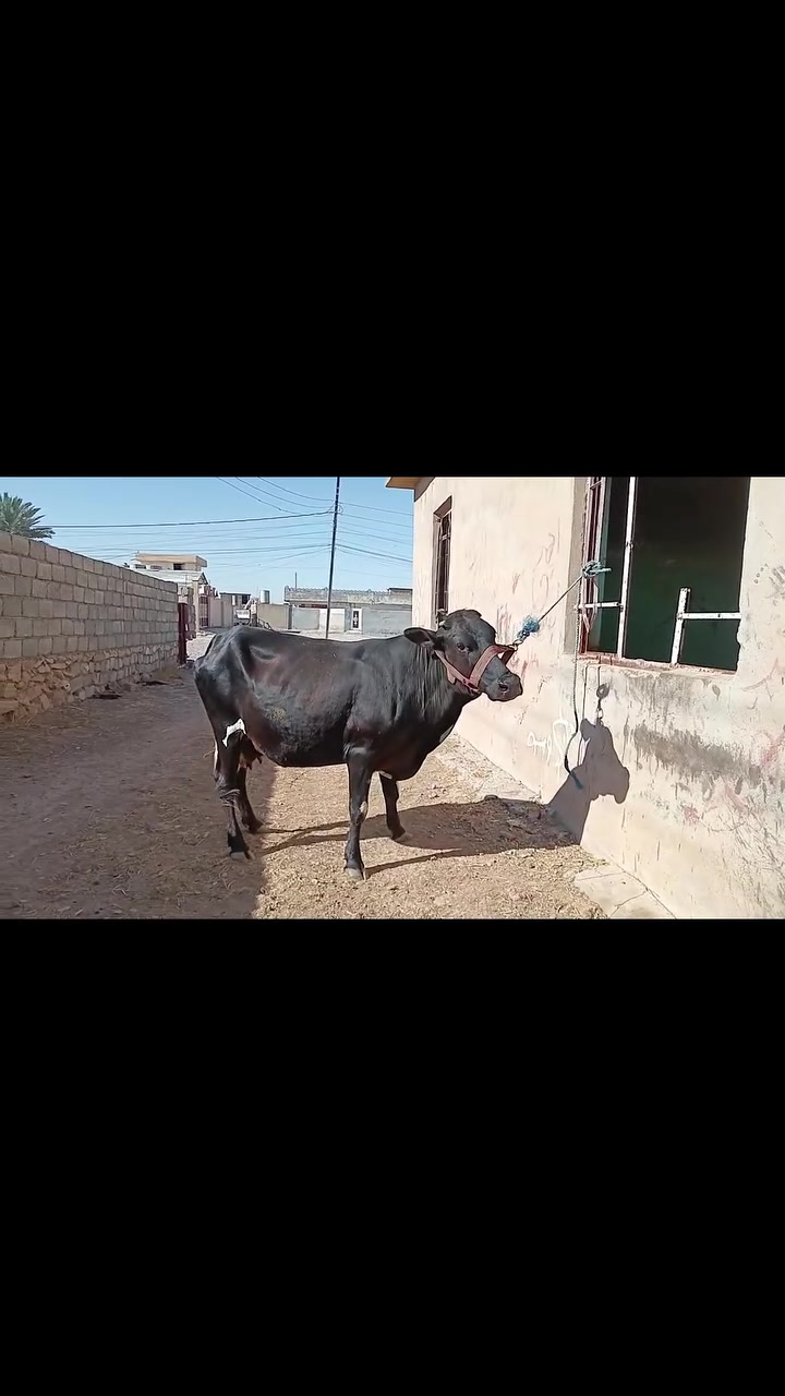 بسم الله ماشاء الله متاح بقره عشره ٥ اشهر انطيها كفاله ٤ مكفله عل كل عيب بعد ولاده  شراي يتصل مكان قرية تلواعي ***********
