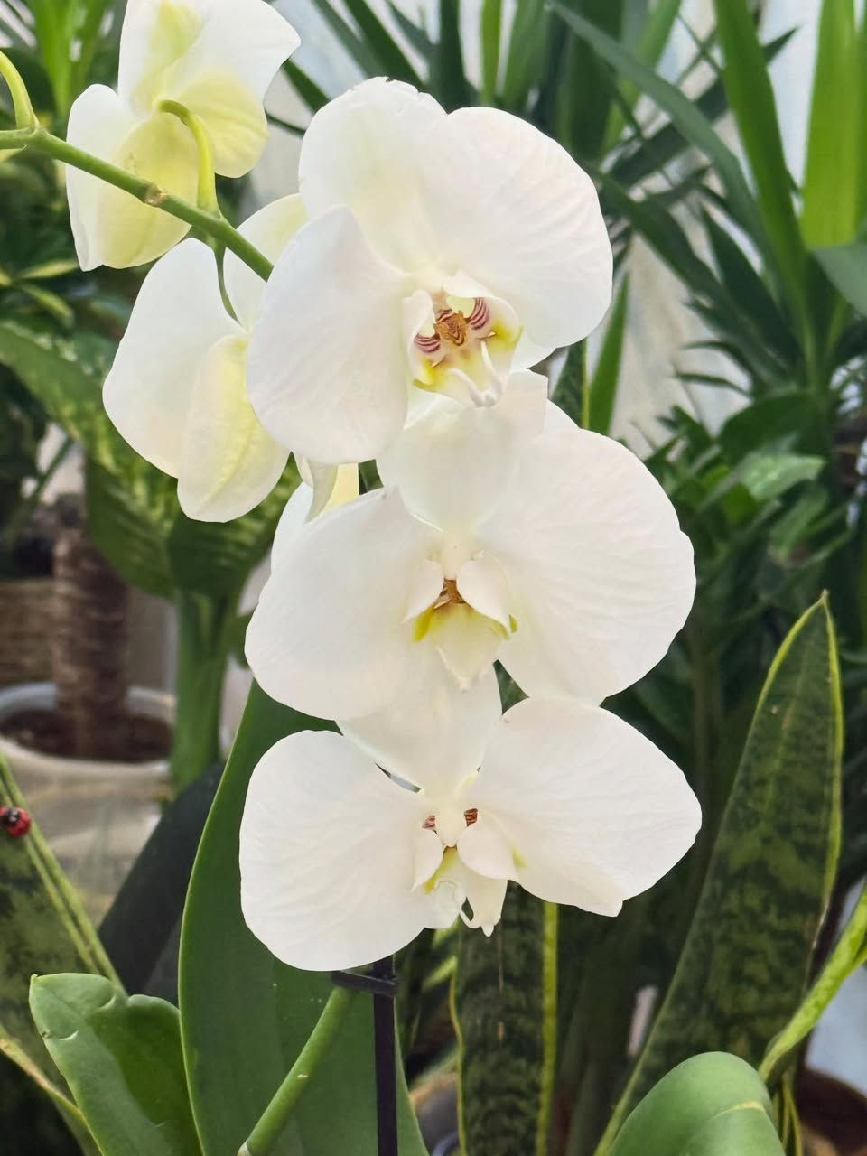 لمحبي النباتات الراقية ✨

وفرنالكم نبتة الأوركيد بألوانها الجميلة وأزهارها المميزة 🌸
نبات داخلي أنيق يضيف هدوء وجمال لأي زاوية بالبيت أو المكتب 🤍

الأوركيد من النباتات المحبة للإضاءة ويتميز بفترة إزهار جميلة مع عناية بسيطة 🌿

💰 السعر : 10 آلاف فقط

📍 الموصل - حي الرفاعي
📞 ***********

🚴‍♀️ تتوفر خدمة التوصيل داخل الموصل ايمن ٣
الأيسر ٤
#اكسبلور_فولو #اكسبلورر #اكسبلور #اكسباور_فلو_لايك #نباتات
