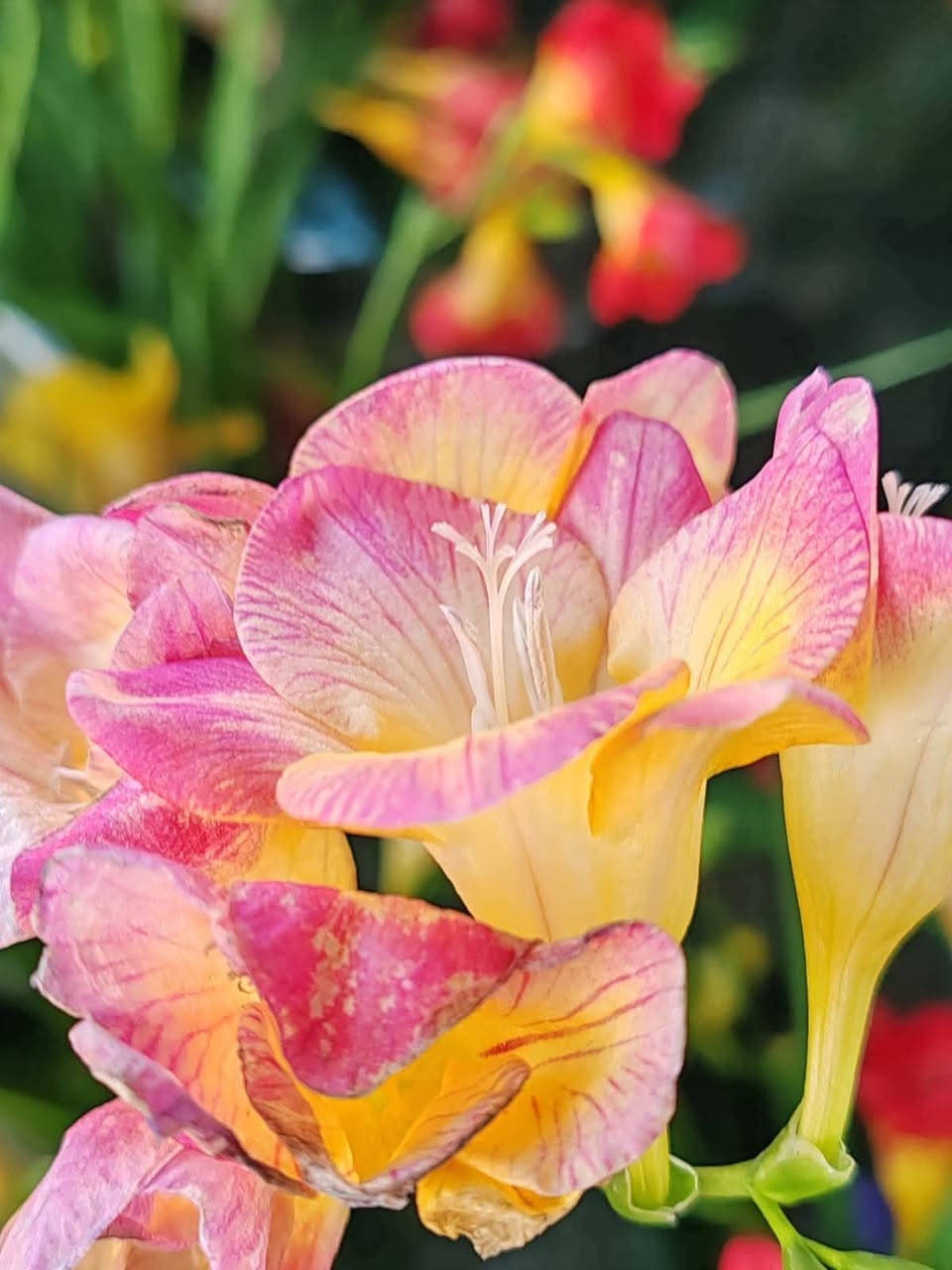 وعليكم السلام ورحمة الله وبركاته،

وصلت وجبة جديدة ومتنوعة للمشتل تشمل أصنافاً عديدة من الأشجار والنباتات والورود:

برتقال - ليمون - نارنج - نانكي (فل فلوريدا) - فيتونيا (وجه عروس) - دمع الطفل - كاريزيا - تراجي العروس - عطرة چاي - عطرة نعناع - ورد جهنمي متسلق (الوان) - ورد جهنمي شجري - ورد جوري سلطاني - ورد قزمي - فريزيا - رازقي عطري - تين بني مسلم - تين اسباني - روز ماري (إكليل الجبل) - ورد داوودي - قرنفل - فكس عادي - فكس بنجامين - كلمنتينا (كلم توز) - نبك (سدر) تفاحي - نبك (سدر) عادي -بخور و دورنتو ليموني  و زيتون  و مشمش و تكي دودي - سجاد و اكاسيا مصري  وغيرها من الأشجار والشتلات المتنوعة.

للتواصل والاستفسار خاص
العنوان: تقاطع سبعة نيسان


**إذا كنت صاحب هذا الإعلان وتريد حذفه لأي سبب، رجاءا أرسل رسالة إلى الدعم الفني**