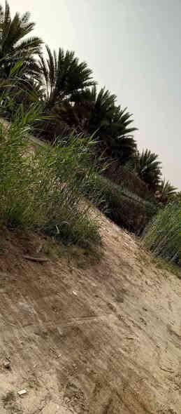 من رخصة مدير الاكروب
ترهم اقصاد حسب الاتفاق 

رض في كربلاء طريق طويريج خلف كلية الأمل  تيل 259 وتنزل كيلوين قرب مدرسة دمشقق

مساحة الارض الف متر واجهة 20 ونزال 50

سند 25 فاتح بيان بل ارض بعدها مكاملة المعاملة بطابو 

خدمات الارض كاملة ماء كهرباء مجاري تبليط  منطقة بيهة سكن      تصلح لزراعة أيضآ 

سعر الارض 50 مليون وبيها مجال   مستعجل على بيعتها 

هاذة رقمي ***********وليحب يتواصل وياي متواجد فقط وتساب
