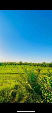 🌴 فرصة استثمارية نادرة – بستان شاطئي مميز للبيع 🌴  📍 الموقع: بغداد – ا...