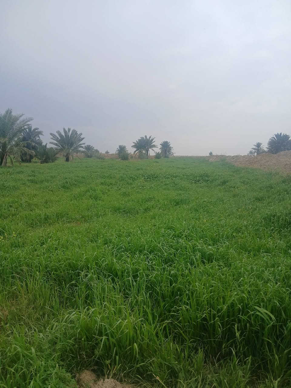 سلام عليكم شروه لبيع مكان رفاعي  27 دونم  ***********    🌾
