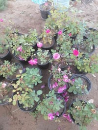 ورد جوري • ورد إيراني • محمودية