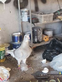 طير زاجل اصل سعودي كمش سعودي اصيل  الجناي يراسلني وزن الطير ٦٠غرام  من...