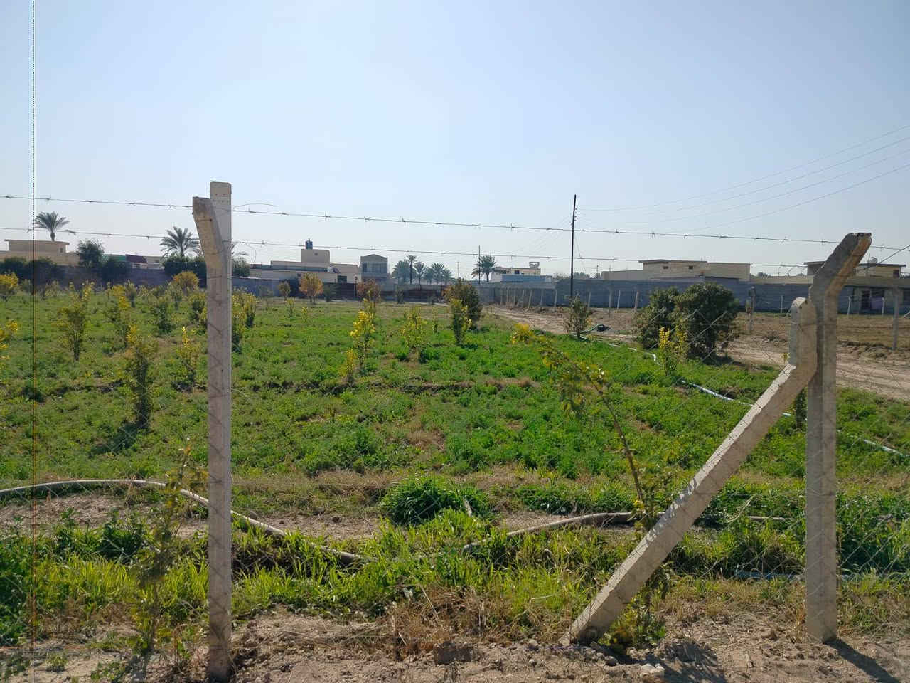 قطعه ارض طابو ملك صرف المساحه دونم العنوان التويثه الغربيه تبعد عن شارع العام ٢٠٠متر الارض مخدومه ومزروعه حمضيات وفواكه وقريب على الشارع العام مباشر  وعلى شارع تبليط ركن ومسيجه بسيم بي ارسي ومتوفر كافه الخدمات فيها رقم مبايل ***********
