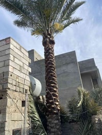 تكريب نخل • سامراء