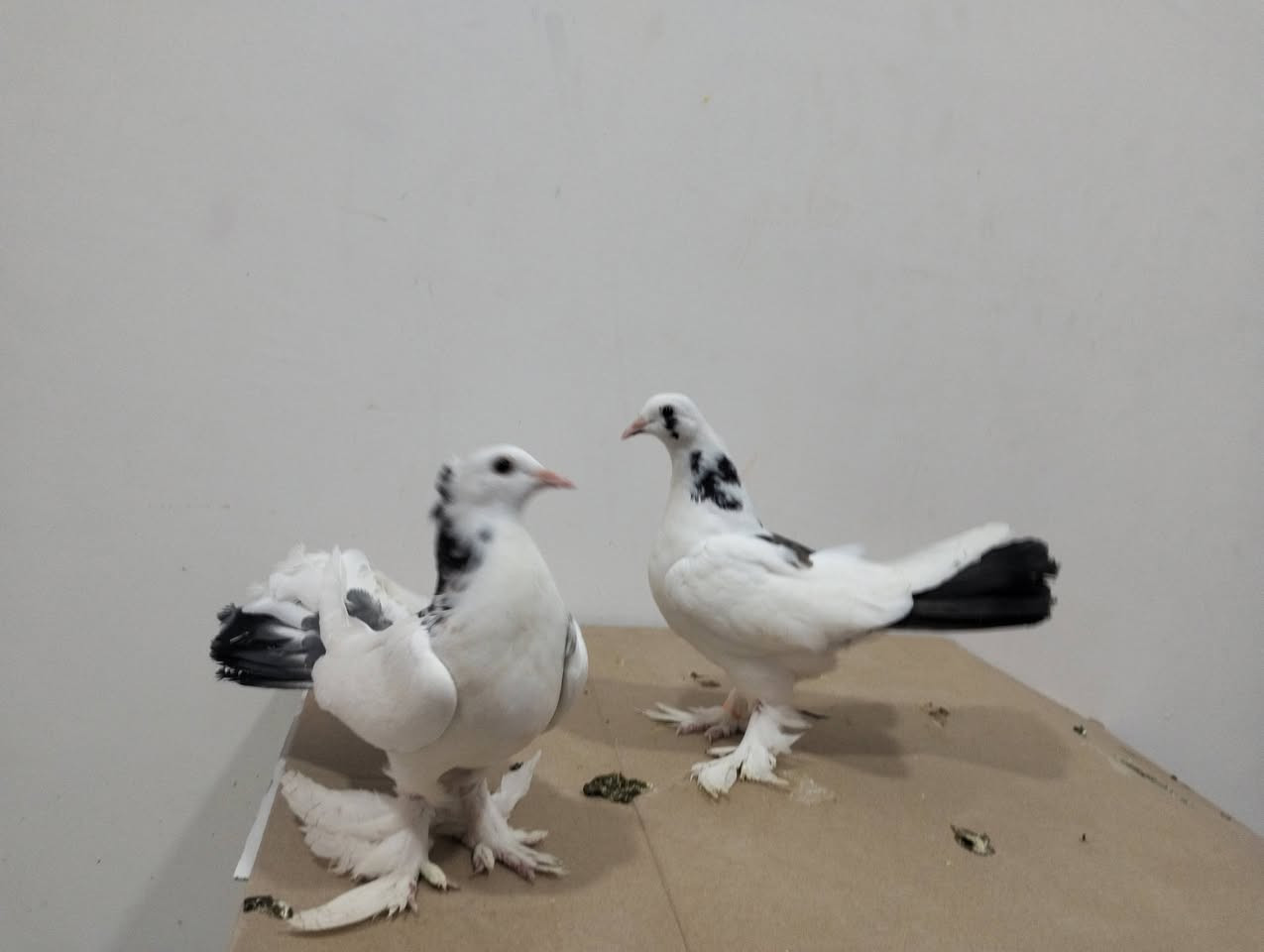 للبيع طيور هنداويات كلهن طيره وفحل العدد سبع زواج سعرهن مناسب كلمن وسعره


**إذا كنت صاحب هذا الإعلان وتريد حذفه لأي سبب، رجاءا أرسل رسالة إلى الدعم الفني**
