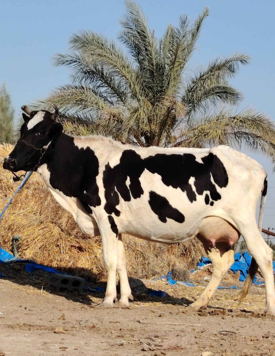 ماشاء الله تبارك رحمان دابه أم ثالث بطن وراها عجل تحلب وكتين وينه ليدور دابه مالت جناي مينه مجنيه يواحد يحلبهه صاحبت ماعون وشطر وهشه بلحليب شرط لحليب ودسامه مالت عايله حلوه وخشنه مشروطه كافه شروط لجني لسعر 2800 لمكان بابل شوملي لسفسار،، ***********,///***********
