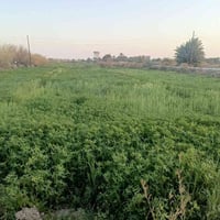 دونم برسيم زرع للبيع الاتصال ع رقم 07810421431