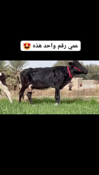 سماوه رميثه • توصيل محافظات • مركبات اخرى