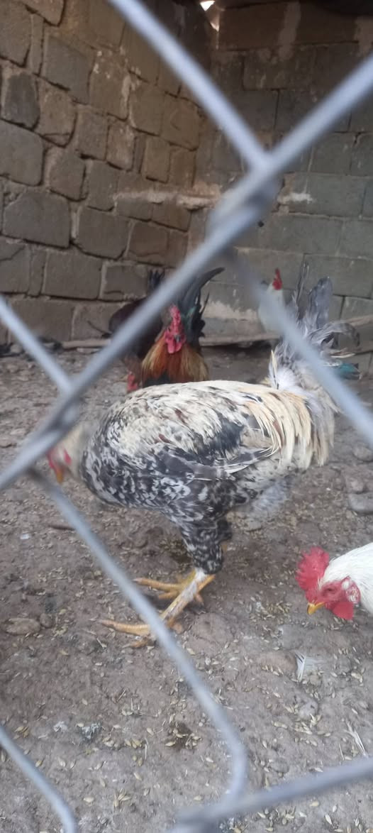 22 کەڵەشێری کوردی جوان وەزندار بەردەستە
شوین کەلار و رزگاری


**إذا كنت صاحب هذا الإعلان وتريد حذفه لأي سبب، رجاءا أرسل رسالة إلى الدعم الفني**