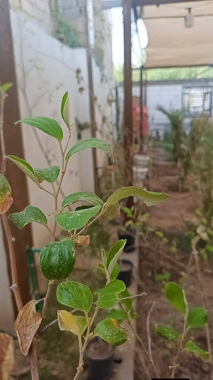 🌴 قطعة أرض مميزة للبيع – موقع هادئ وقريب من النهر
🔹 المساحة: 350 متر
📄 نوع الطابو: ملك صرف
📑 تحويل سهم بالطابو
⚡ كافة الخدمات متوفرة
🧱 الأرض مسيّجة بالكامل
📏 تبعد عن السايدين 250 متر
🏡 تحتوي على دار استراحة
• غرفتين
• استقبال
• البناء واصل حد الرباط
🌴 تحتوي على أنواع مختلفة من النخيل
📍 العنوان: أبي الخصيب – منطقة نهر خوز جهة شط العرب
💰 السعر: 100 مليون
🤝 بي مجال للجادين
📞 للاستفسار: ***********
✨ مكان مناسب للراحة أو السكن والاستثمار
