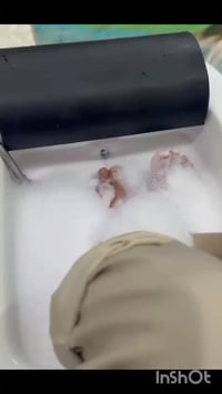 بدكير قدم • تقشير نصف ساق • حي النفط