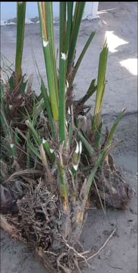 نخل خضراوي • نخل شويثي • رفاعي