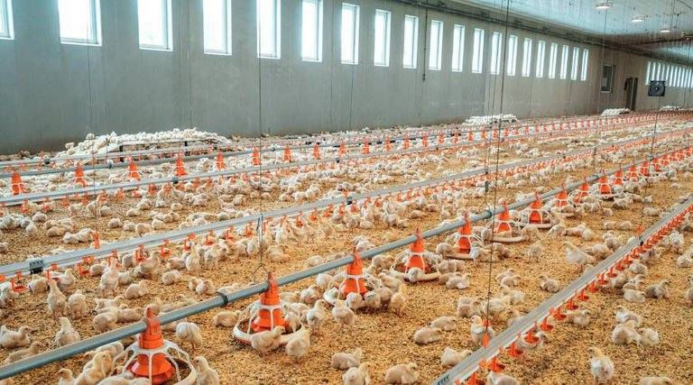 السلام عليكم
 يوجد لدينا حقول دواجن المانيا للبيع بسعر مناسب
سعت كل حقل ٢٠ الف طير 
العنوان النجف كوفه البوحداري
اتصال ***********
