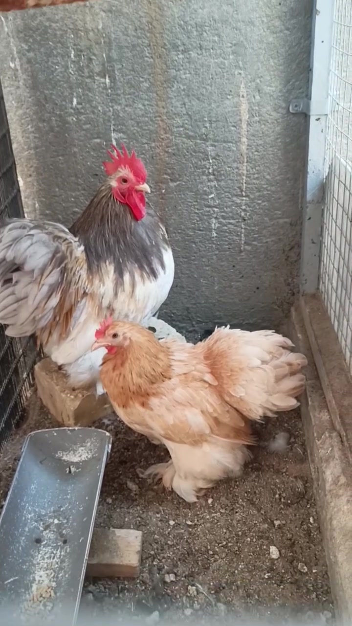 كوشن ديج ودجاجه بياضه 
كربلاء// حي الأطارات


**إذا كنت صاحب هذا الإعلان وتريد حذفه لأي سبب، رجاءا أرسل رسالة إلى الدعم الفني**