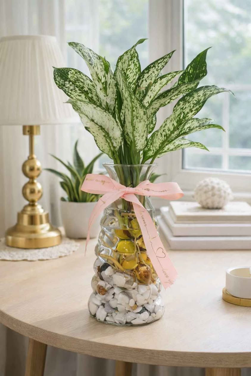 فازة مع النبات طبيعي من اختياركم مع حصى زينه ٨٠٠٠
توصيل بغداد فقط بغداد, العراق


**إذا كنت صاحب هذا الإعلان وتريد حذفه لأي سبب، رجاءا أرسل رسالة إلى الدعم الفني**