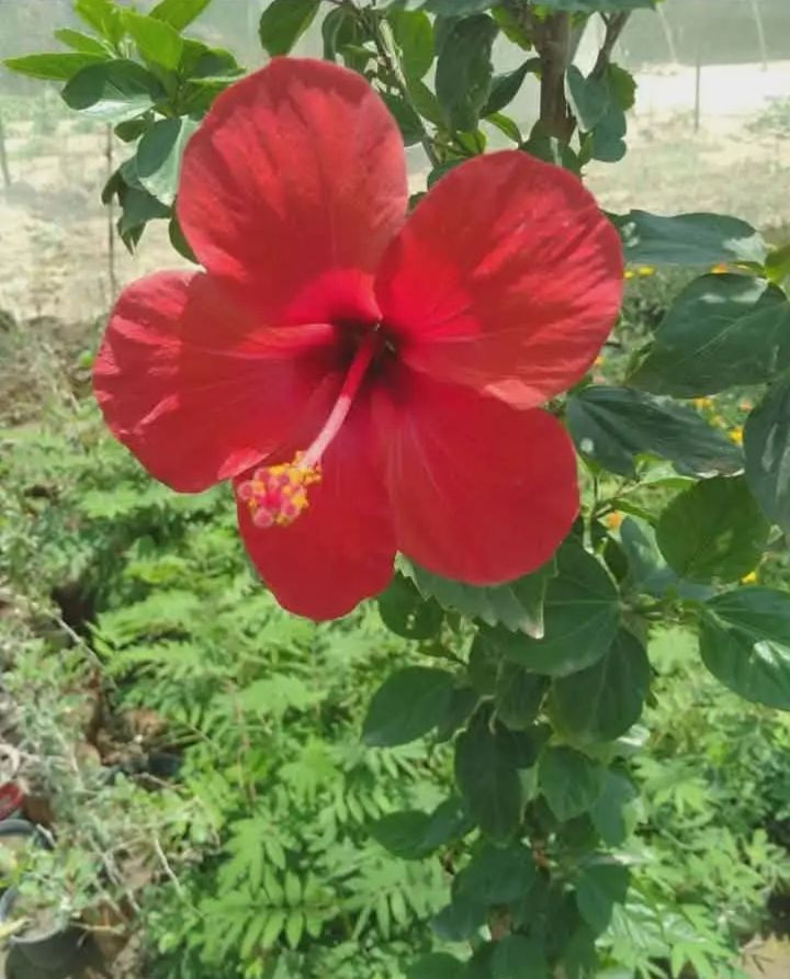 السلام عليكم 🌸
متوفر في مشتل البغدادي أجمل أنواع الشتلات 🌱
(نباتات زينة – أشجار – ورود )
أسعار مناسبة وجودة عالية 🌿
التوصيل متوفر داخل النجف فقط 

للطلب والاستفسار راسلونا خاص �


**إذا كنت صاحب هذا الإعلان وتريد حذفه لأي سبب، رجاءا أرسل رسالة إلى الدعم الفني**