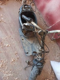 شاصي منغولي • نضيف • طويريج