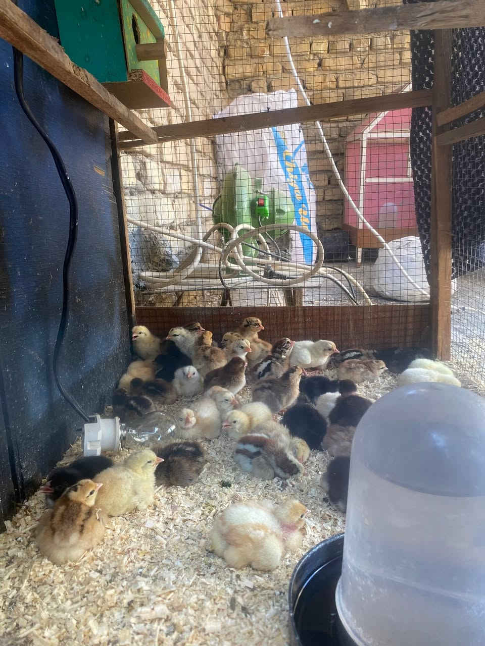 دجاجة براهما خط اول على وجه مبياض
دجاجة سلطانيه ع وجه مبياض 
افراخ عرب عمر 3 ايام 
زوج بودلي عمر شهر 

مكان حي فارس 
***********

