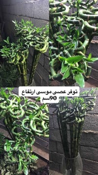 مشتل ابو علي الفراجي • سلمان باك • نباتات داخلية وخارجية