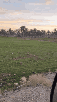 دونم للبيع عل شارع العام وجه ٣٠م نزال 85م متر ٢٥الف فقط مكان ريس ***********
