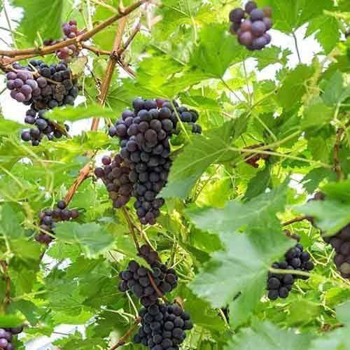السلام عليكم متابعينا 🤍.
توفرت مجموعه جديده من شتلات العنب الزبيبي الاسود (الكشمشي)🍇🍇.
ارتفاع ٧٠ سم- متر تقريباً 
السعر ١٥ الف 🔥

🍇 العنب الأسود الزبيبي (Black Raisin Grape)
يُعد هذا النوع من العنب من الأصناف المميزة والمحبوبة بسبب لونه الأسود الداكن وحباته الممتلئة التي تتجمع بعناقيد جميلة وكبيرة. يتميز بطعم حلو غني بالسكر الطبيعي مما يجعله من أفضل أنواع العنب للأكل الطازج وكذلك لصناعة الزبيب.
🌿 مواصفات هذا النوع:
حباته دائرية متوسطة الحجم ولونها أسود مائل للبنفسجي.
طعمه حلو ومركز لذلك يحبه الكبار والأطفال.
يعطي عناقيد كبيرة وكثيفة مثل الظاهرة في الصورة.
يصلح للأكل الطازج أو تجفيفه ليصبح زبيب أسود طبيعي.
🍇 فوائده الغذائية: العنب الأسود غني بـ مضادات الأكسدة التي تساعد في حماية الجسم، كما يحتوي على فيتامين C وK ومعادن مفيدة. ويعتبر مصدر طاقة طبيعي لأنه يحتوي على سكريات طبيعية مفيدة للجسم.
🌱 معلومات عن زراعته:
يفضل المناخ المشمس لينضج بشكل جيد.
يحتاج إلى تربة جيدة التصريف وري معتدل.
يبدأ إنتاجه عادة في فصل الصيف بعد العناية والتقليم.
كلما تعرضت العناقيد للشمس أكثر تزداد حلاوة العنب ويغمق لونه.
✨ معلومة جميلة:
العنب الأسود الزبيبي من الأنواع التي تُستخدم كثيراً في صناعة الزبيب بسبب حلاوته العالية وقشرته المناسبة للتجفيف.
🍇 هذا النوع يجمع بين الشكل الجميل والطعم اللذيذ والفائدة الصحية لذلك يعتبر من الأنواع المطلوبة كثيراً في الأسواق وبين محبي العنب. 
📍 العنوان: بابل/ محاويل.
📍 متوفر توصيل لجميع محافظات العراق 🚗🚗 
📍 للحجز والاستفسار يرجى مراسله الصفحه او مراسلتنا على واتساب من خلال الرقم:
***********

