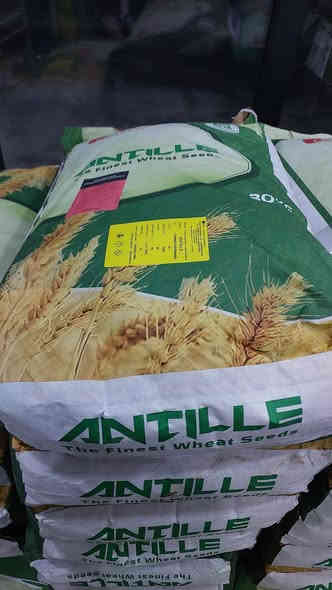 مزارعينـا الكـرام 💐

💫يتوفر لدينا وبفضل الله حنطة انتلو ANTILLE F1 🌾
الصنف المميز من شركة apsov الايطالية 🇮🇹

✔️ انتاجية عالية  تصل الى اكثر 1.700 كغم في الدونم 
✔️ مقاومة الى الاضطجاع 
✔️ تحتاج الى عدد ريات متوسطة  مقارنة بالاصناف الاخرى 
✔️ متوسطة التبكير مناسبة للزراعة المبكرة او المتأخرة 
✔️ مقاومة للاصداء 
✔️ مقاومة للسبتوريا
✔️ معدل ابذار  30-40 كغم بالدونم
✔️انتاج #2025

للحجز والاستفسار مراسلة الصفحة 

📍العنوان كركوك طوبزاوه قرب مول الأخوين 
***********
***********
