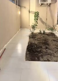 الحله الجمعيه • حديقه • ٥شتلات مجانية