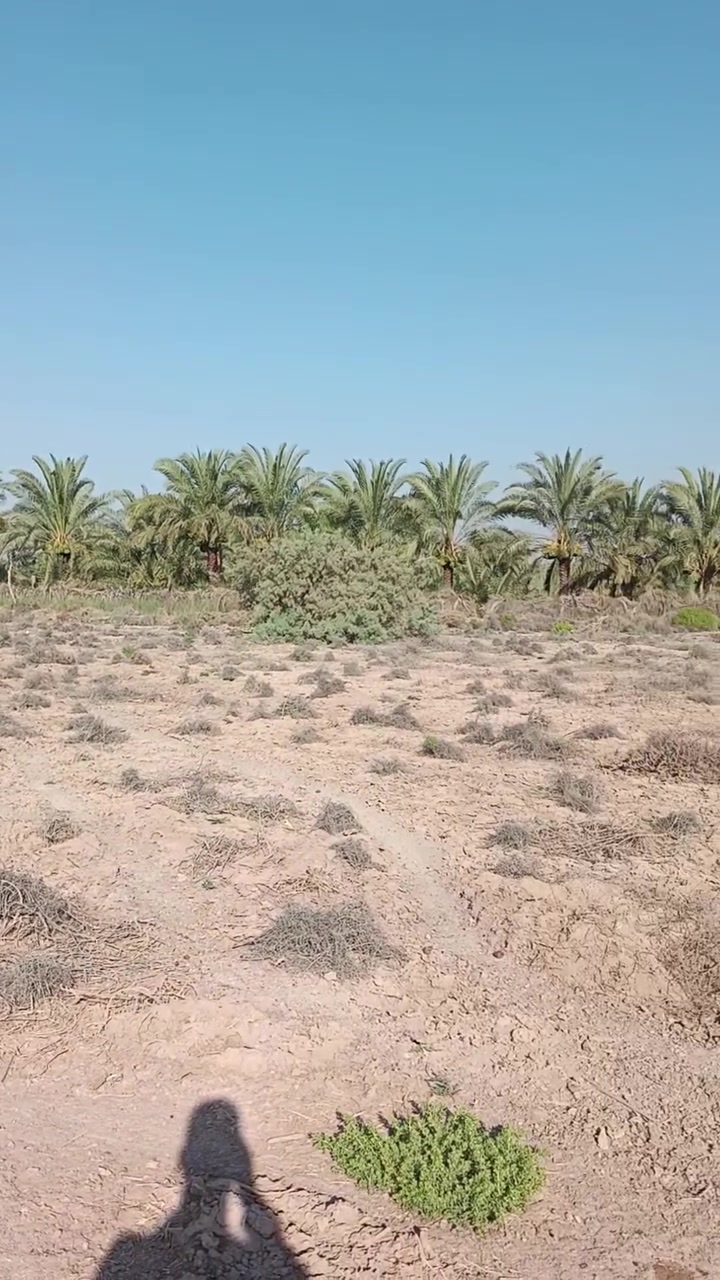 ارض للبيع   قريبه على فرع الوركاء للتواصل على الرقم ‏‪***********‬‏
