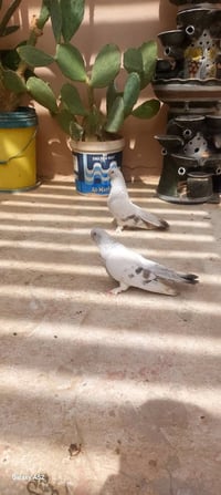 طيور • تكريت • توصيل