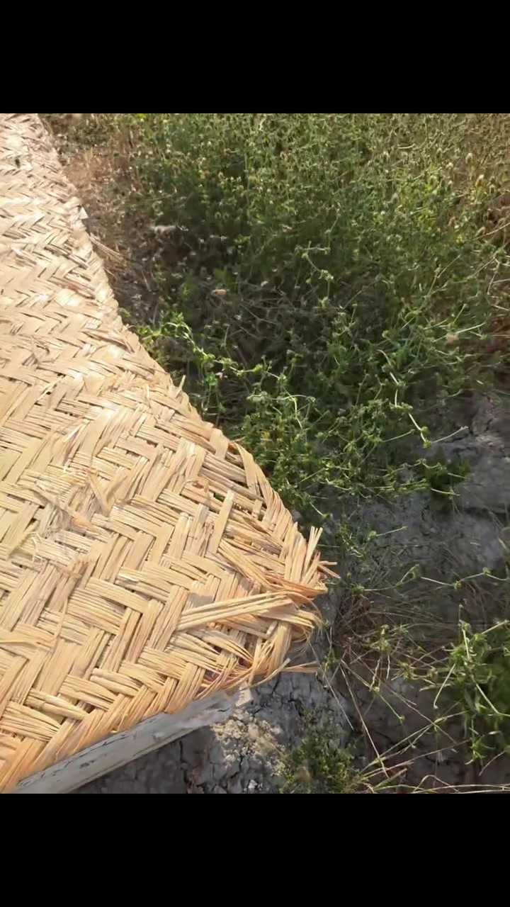 الحشرة المباركة  سبحان الله الي جعلهة الله شفاء في سورة النحل 🍯
لحظة توثيق مناحلنا  لانتاج عسل #زهرة_البرسيم


**إذا كنت صاحب هذا الإعلان وتريد حذفه لأي سبب، رجاءا أرسل رسالة إلى الدعم الفني**