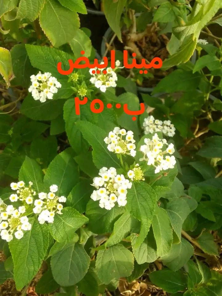 للطلب*********** واتساب
التوصيل داخل بغداد فقط
