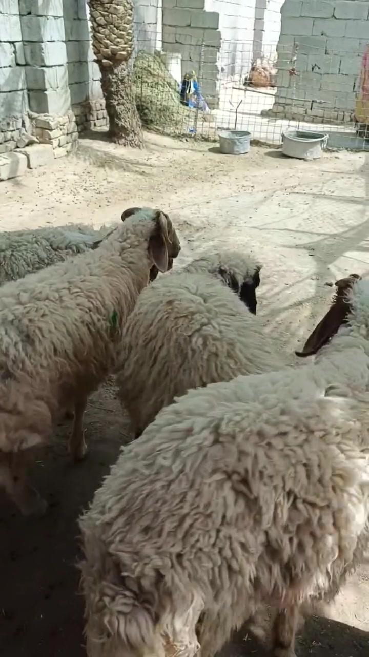 يا الله اللهم صلِّ على محمد وآل محمد 🌺طليان ذكوره سمان خير من الله يرهمن كصابه سعر الواحد ٣٥٠ وبيهن مجال حك جيه ان شاءالله مكان ناصريه مركز تصل واتساب ***********
