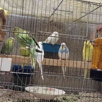 طيور حب • ١٠ • نجف الوفاء