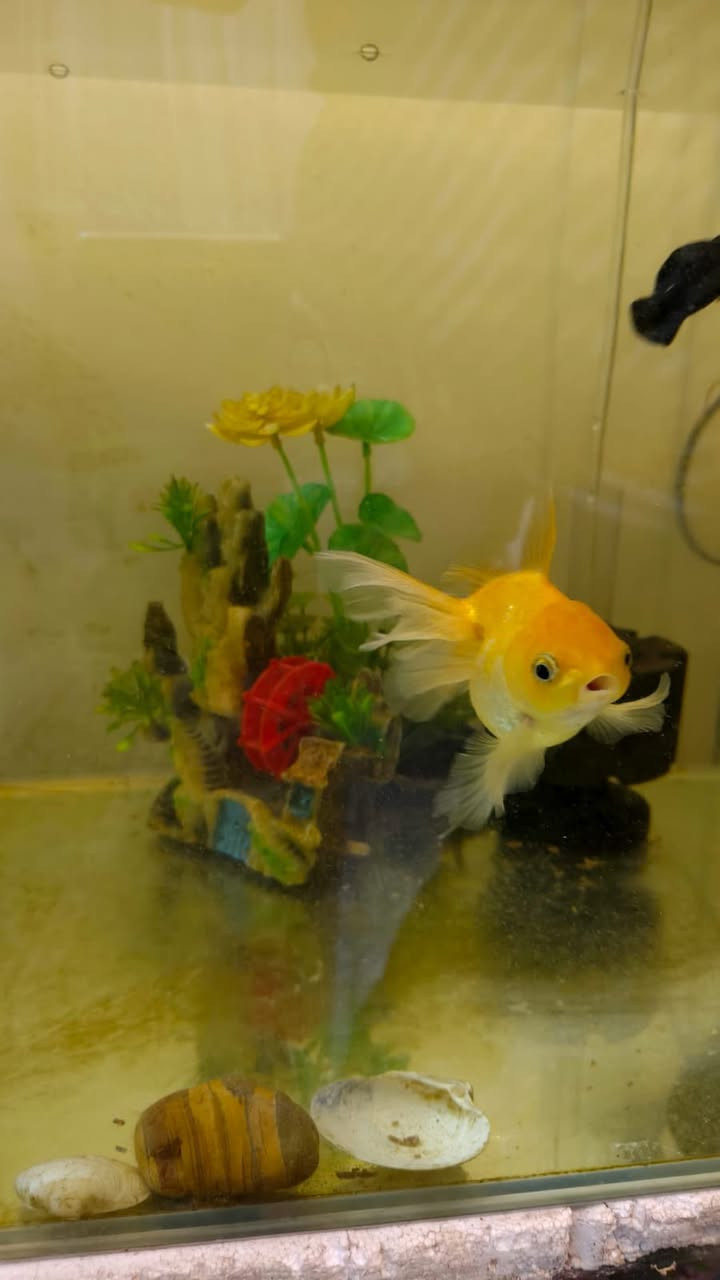 حوض سمك كامل ملحقات ما ثلاث سمكات سعر 30 الف و بي مجال العنوان الرسالة الثالثة


**إذا كنت صاحب هذا الإعلان وتريد حذفه لأي سبب، رجاءا أرسل رسالة إلى الدعم الفني**