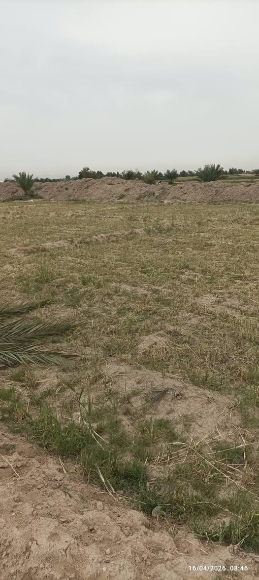على بركة الله ارض زراعية عقد 35 المساحة الكلية خمسة دوانم و نصف في العقد واقع حال 6 ونص الدوانم الخمسه ونص على 20مليون والدونم سعره اقل موقع الارض كربلاء المقدسة قضاء الحسينية تبعد عن شارع بغداد ما يقارب 6كيلوات ماء موجود صيف شتاء كهرباء وطني فوق الارض تبعد عن تبليط ما يقارب 100متر الارض زاراعيه تصلح لزراعة كافة المحاصيل وبناء الحقول الدواجن وتربية الابقار تحتوي على اعداد من النخيل والفسائل للاستفسار اكثر يمكنكم الاتصال برقم *********** او مراسلة الصفحه
