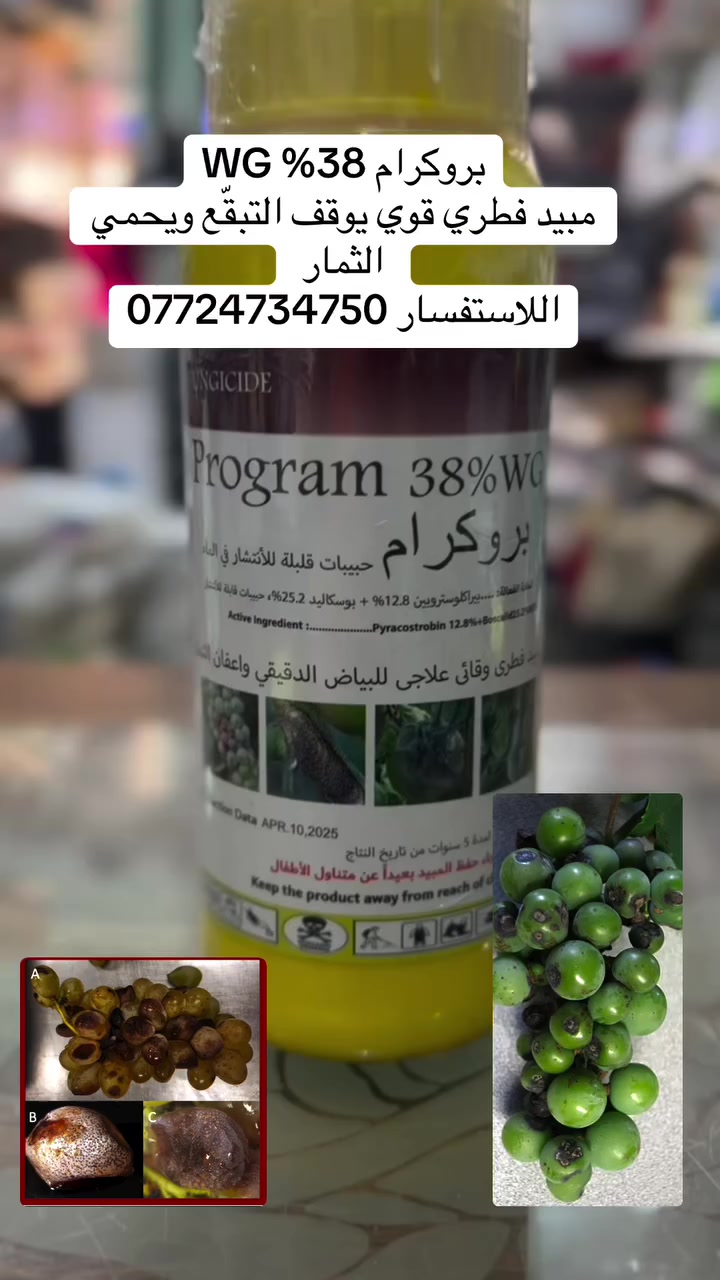 تبقّع العنب؟ خسارة بالمحصول؟ 🍇❌

الحل موجود 👇
🔹 بروكرام 38% WG
مبيد فطري قوي يوقف التبقّع ويحمي الثمار

✔️ فعّال ضد أعفان وتبقعات العنب
✔️ يحافظ على شكل وجودة الحبة
✔️ نتائج سريعة وواضحة

لا تخلي المرض يسيطر على مزرعتك!
اختار الحل الصح 💪

📍 متوفر الآن – مكتب نبع الحياة الزراعي”
اللاستفسار ***********

